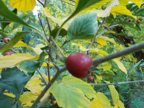 images/stories/virtuemart/product/Red azarole